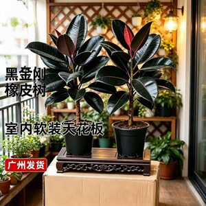 大叶黑金刚盆栽室内花卉绿植净化空气南北方四季常青好容养活植物