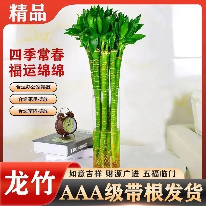富贵竹水养龙竹多头粗大带根易活桌面盆栽室内植物净化空气除甲醛