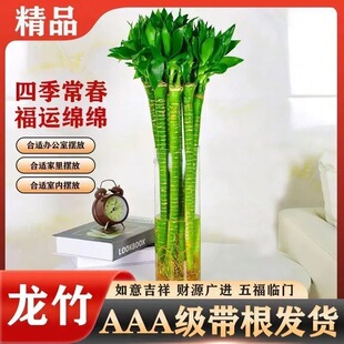 富贵竹水养龙竹多头粗大带根易活桌面盆栽室内植物净化空气除甲醛