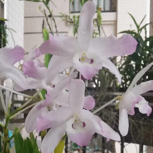 韶关樱石斛蓝樱个体实生苗稀有花色瓶苗驯化一年耐寒耐热好养洋兰