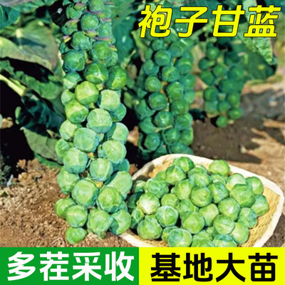 孢子甘蓝苗秧苗牛心羽衣