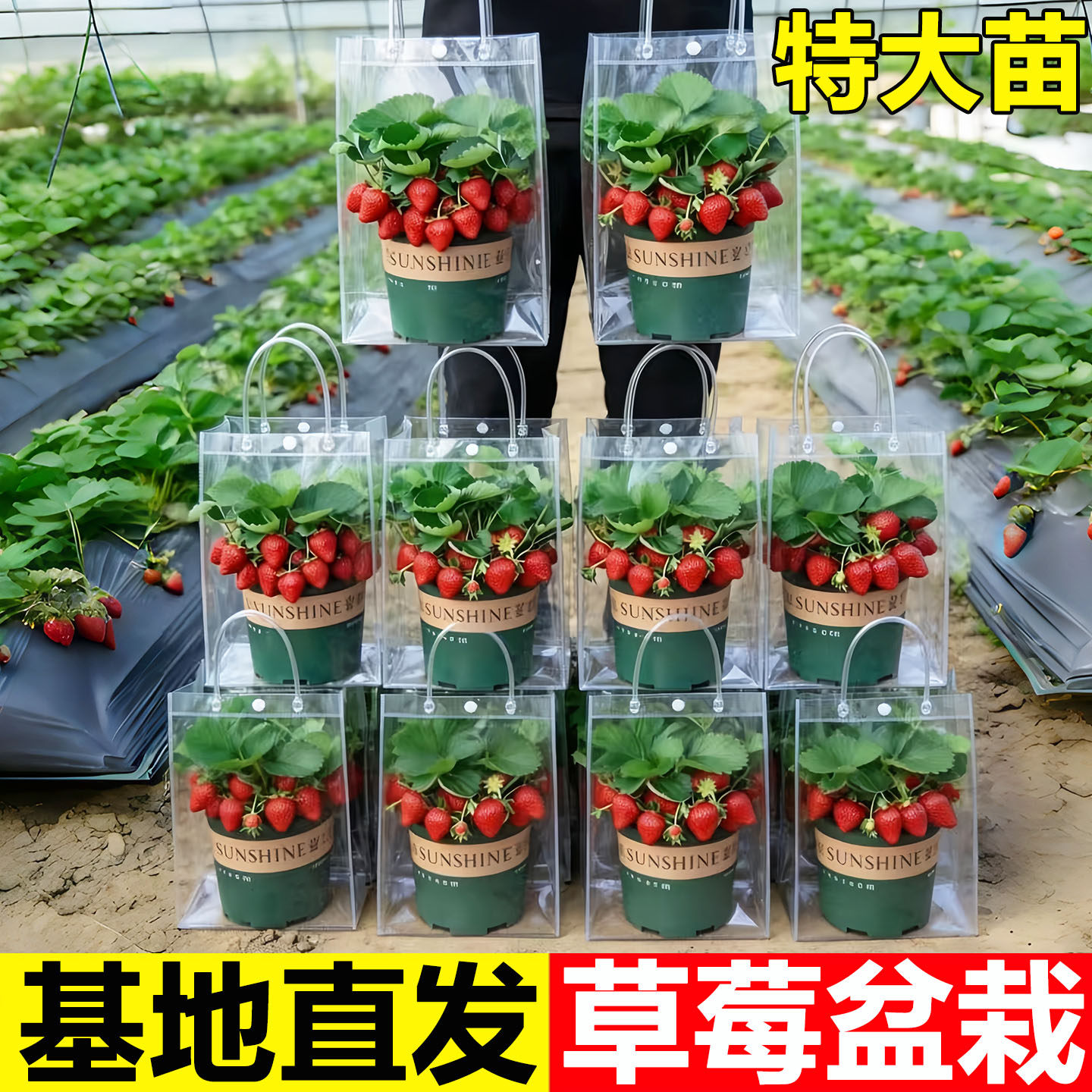 四季盆栽奶油草莓种籽子种植四季种子秧苗带土带盆大食用秧草莓