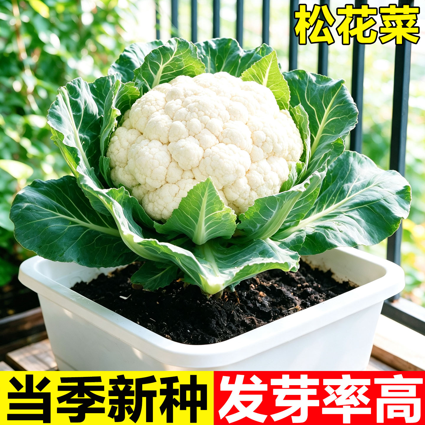 台湾青梗松花菜种子有机花菜种孑图片
