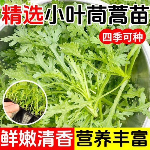 茼蒿苗小叶茼蒿秧苗四季蔬菜苗