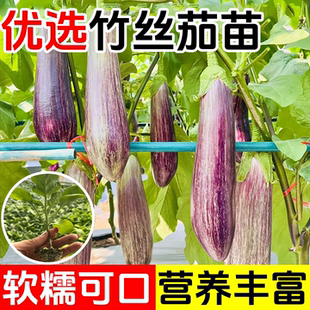 泰国竹丝茄子苗秧面包花茄烧烤水果茄子耐热高产抗病四季阳台盆栽