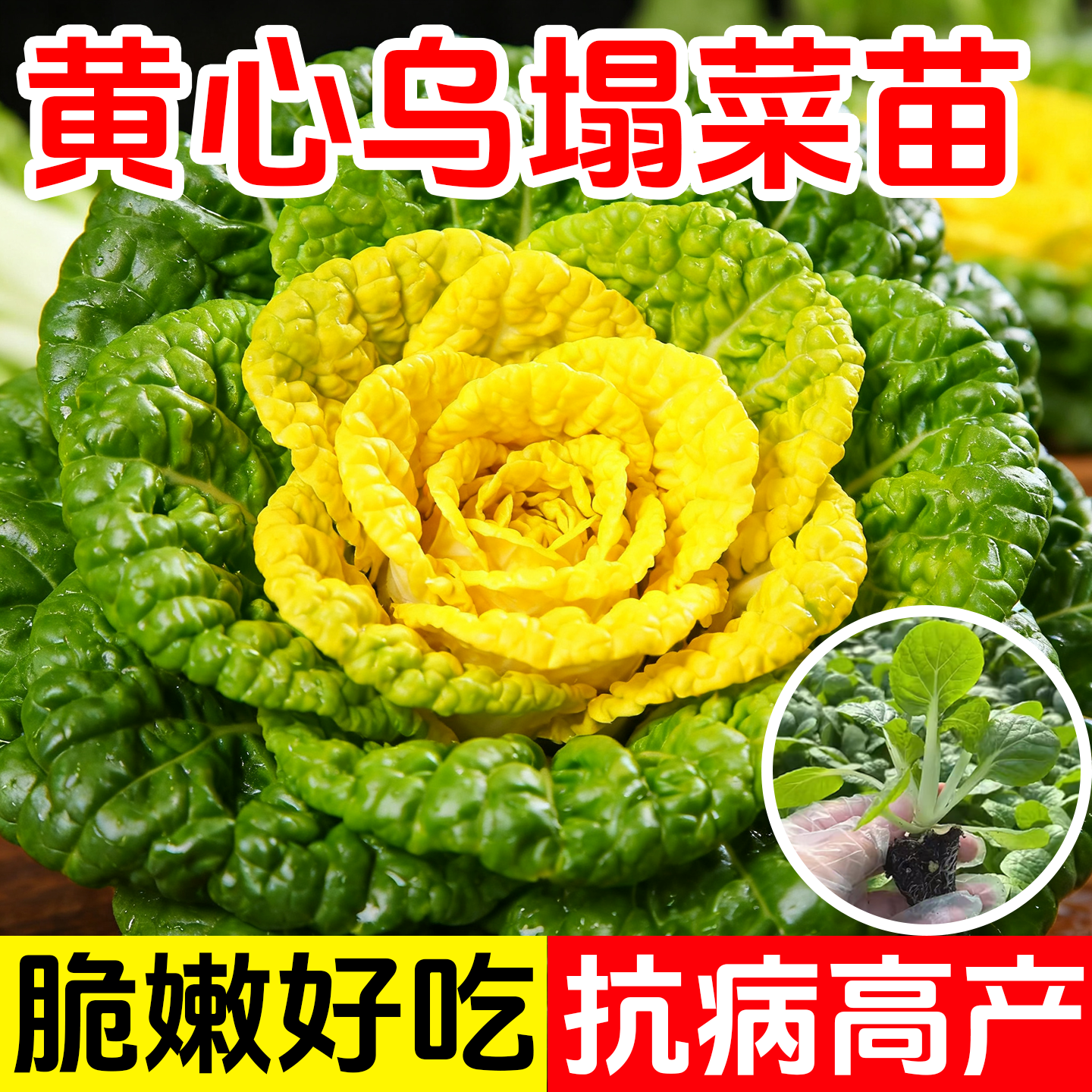 高产黄心乌塌菜种苗耐寒早熟庭院种植菊花心黄心菜种子蔬菜种子,鲜花速递/花卉仿真/绿植园艺,种苗/半成品盆栽,淘宝优惠券,粉丝福利购,淘宝优惠卷