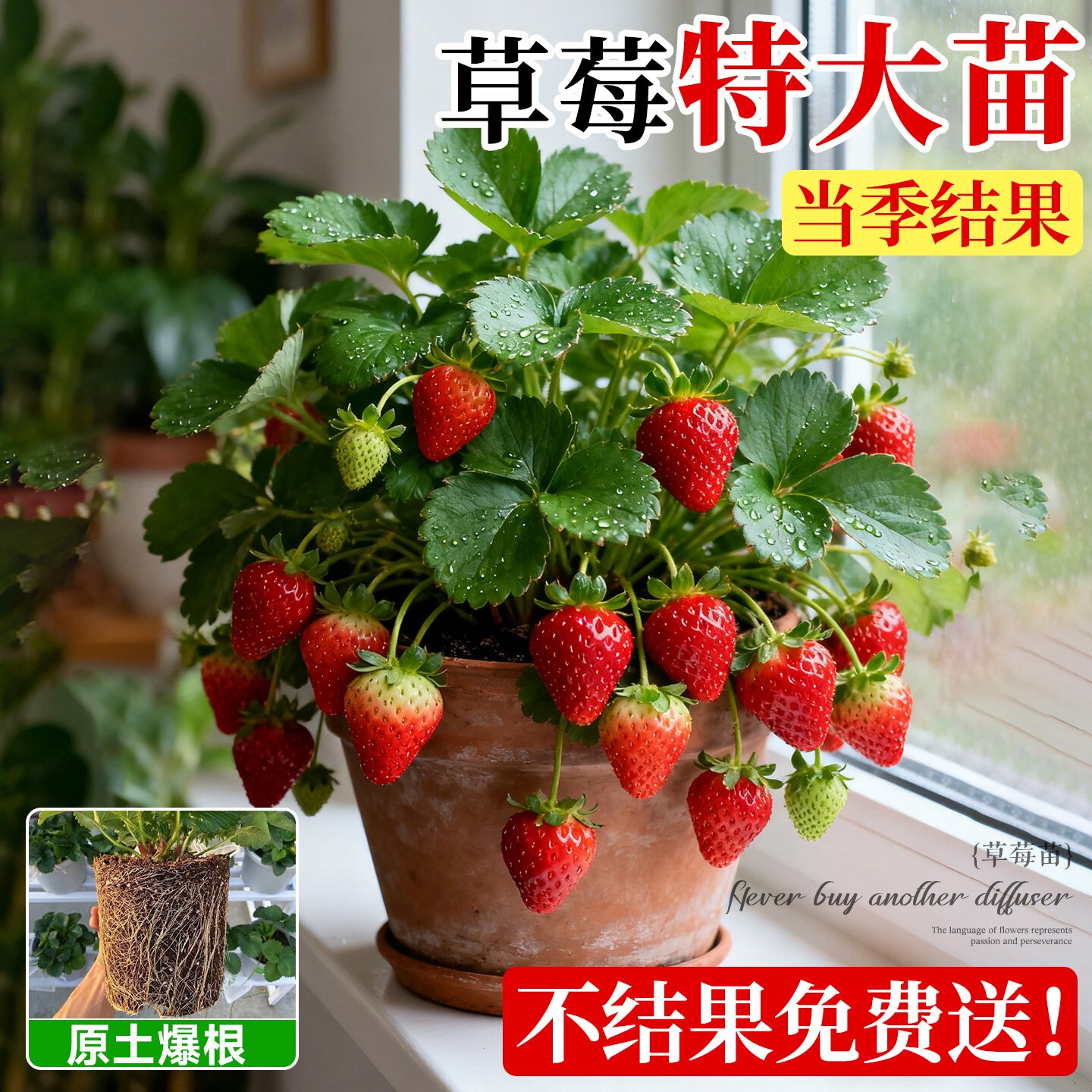 奶油草莓种子苗子四季易活结果牛奶草莓丹东99水果种籽蔬菜大全