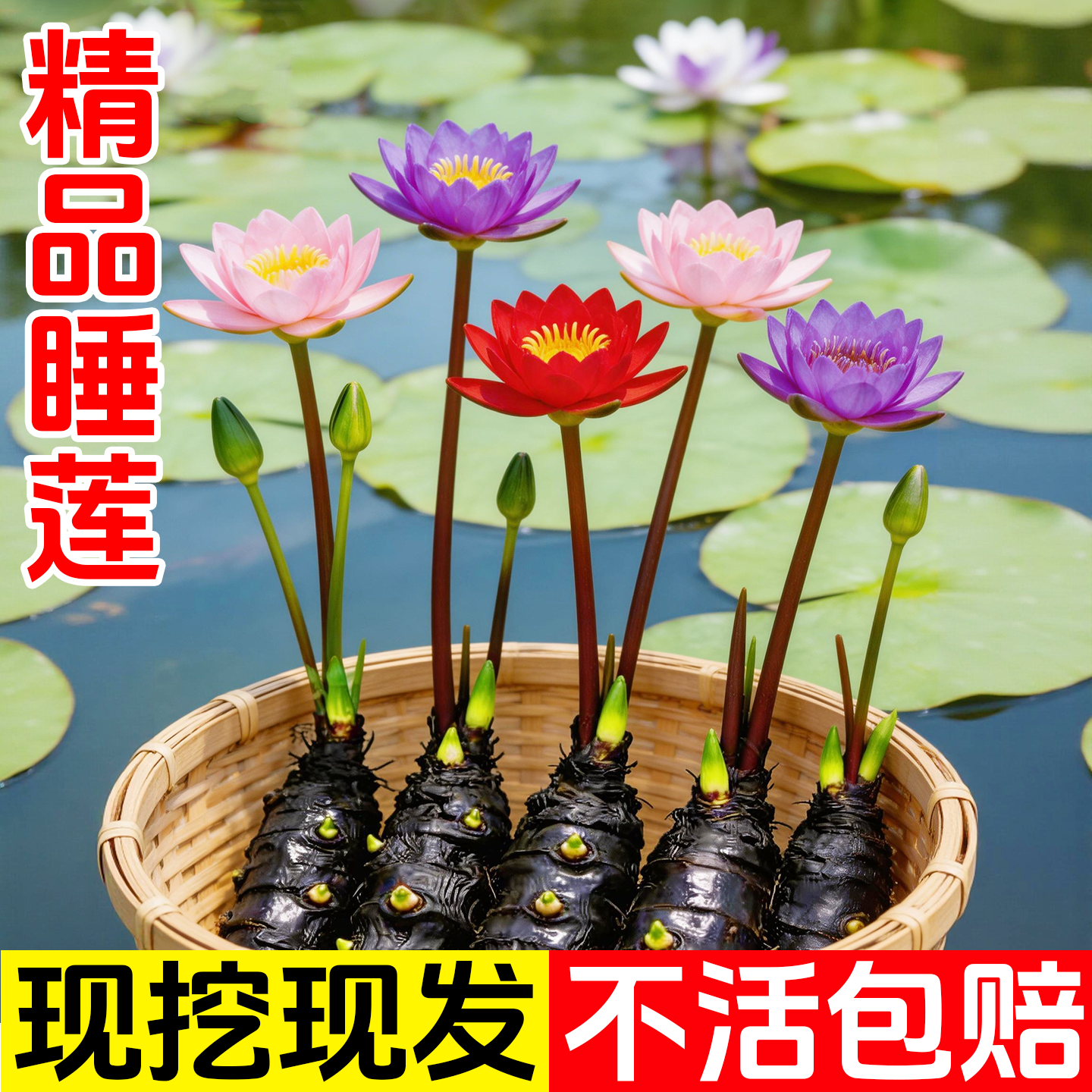 睡莲根块水培花卉池塘小河水缸夏季开花室外盆栽易种水养花卉植物