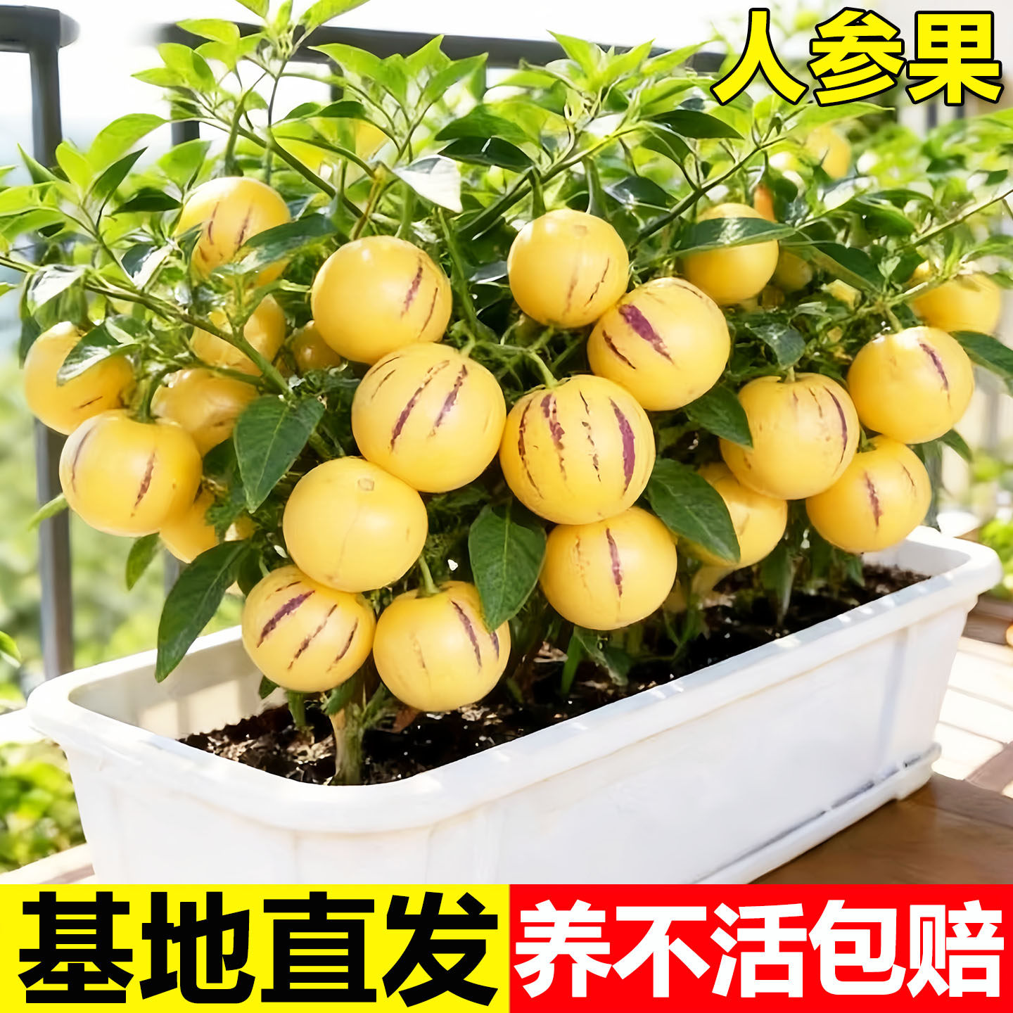 人参果树果苗大苗带土当年结果人叁果苗特大号盆栽水果种子苗秧苗