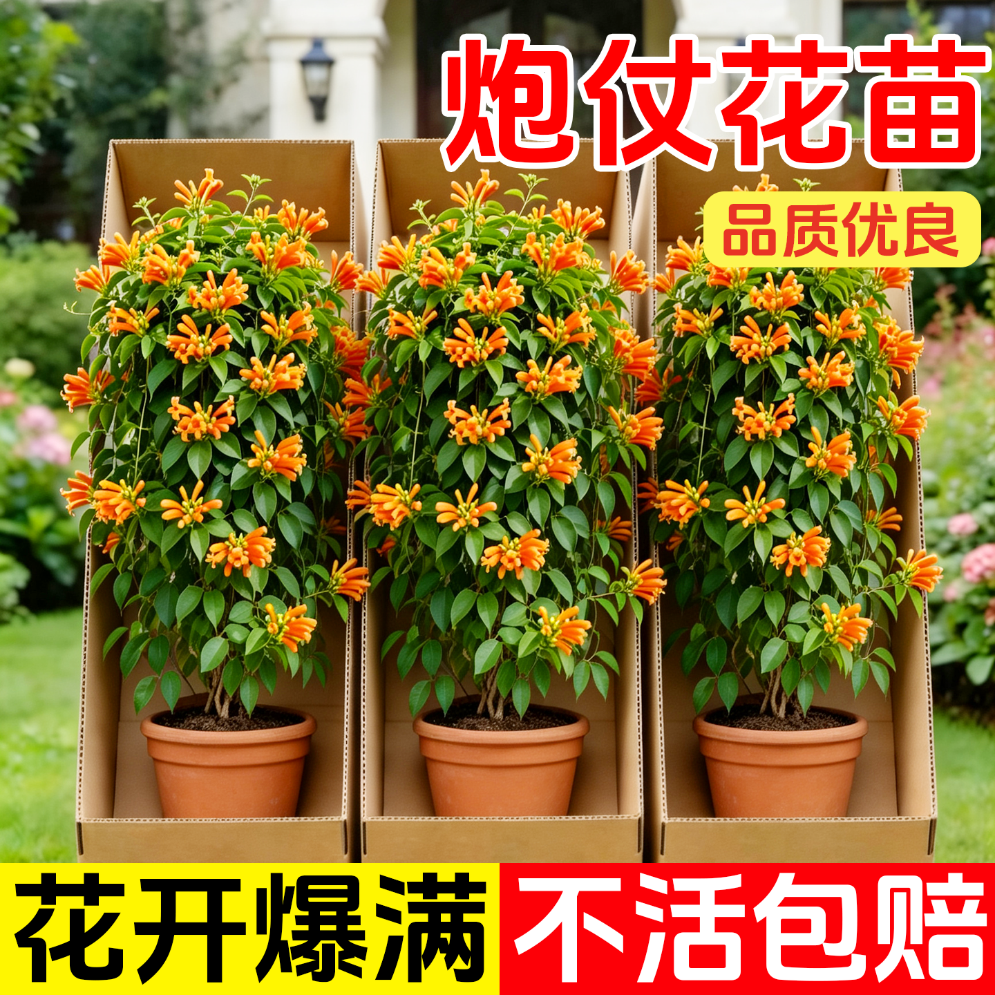 炮仗花树苗鞭炮花爬藤植物庭院围墙阳台攀援花卉凌霄花四季耐寒