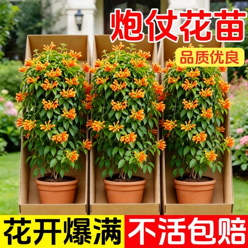 炮仗花树苗鞭炮花爬藤植物庭院