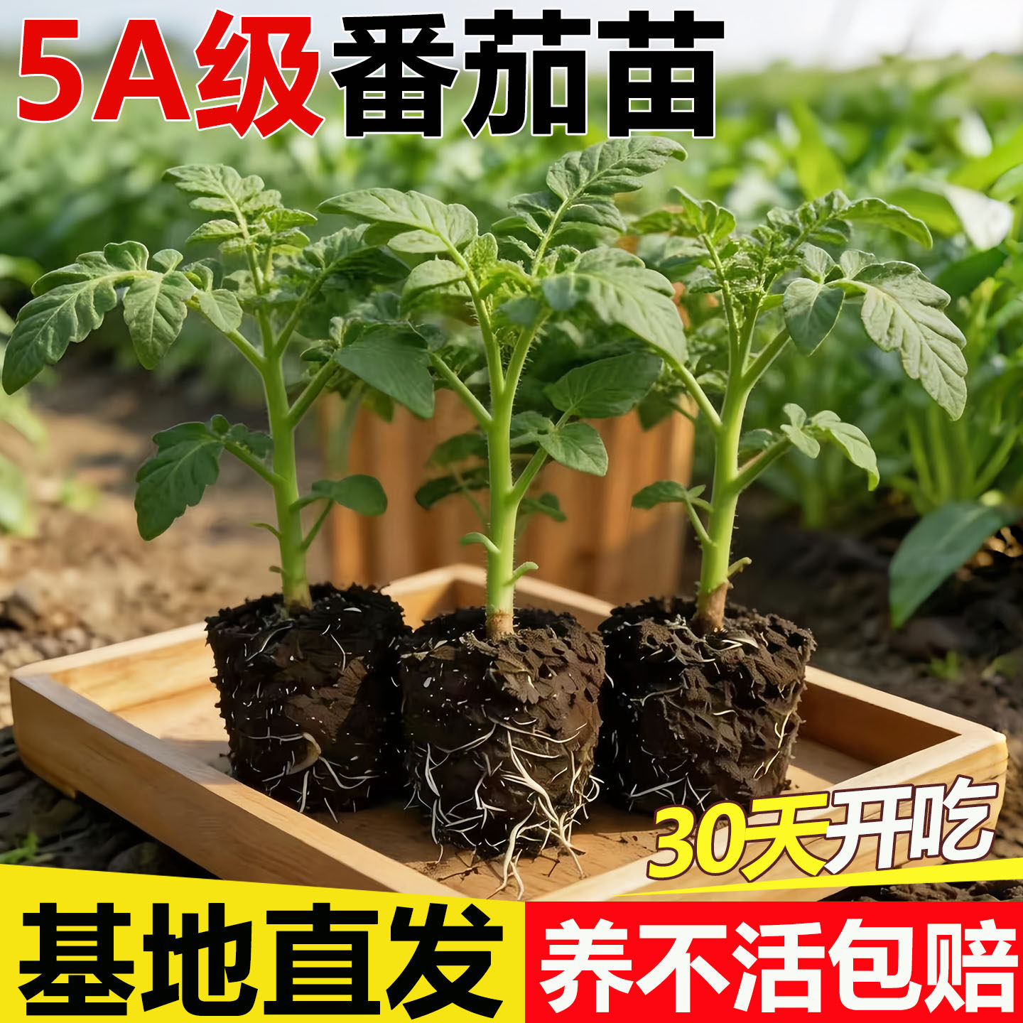 矮生小番茄苗秧盆栽小西红柿植物圣女果种苗菜苗蔬菜种子带果水果