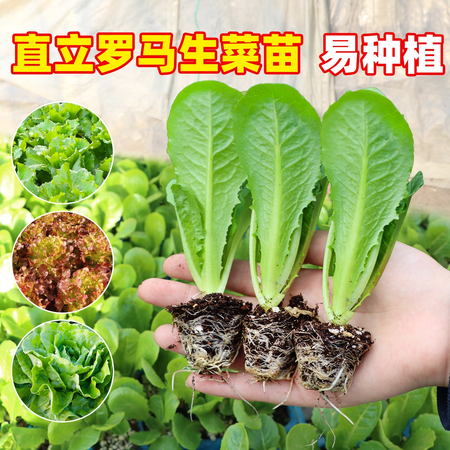 生菜苗罗马意大利奶油生菜种苗
