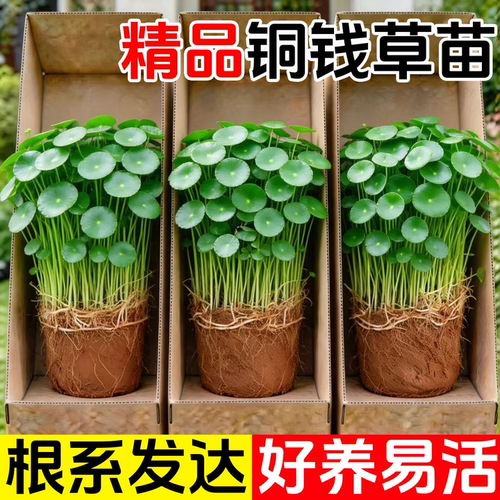 带叶铜钱草水培盆栽植物室内绿植