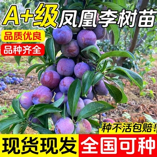 正宗凤凰李子树苗果树果苗盆栽地栽蜂糖新品种特大号南北方种植