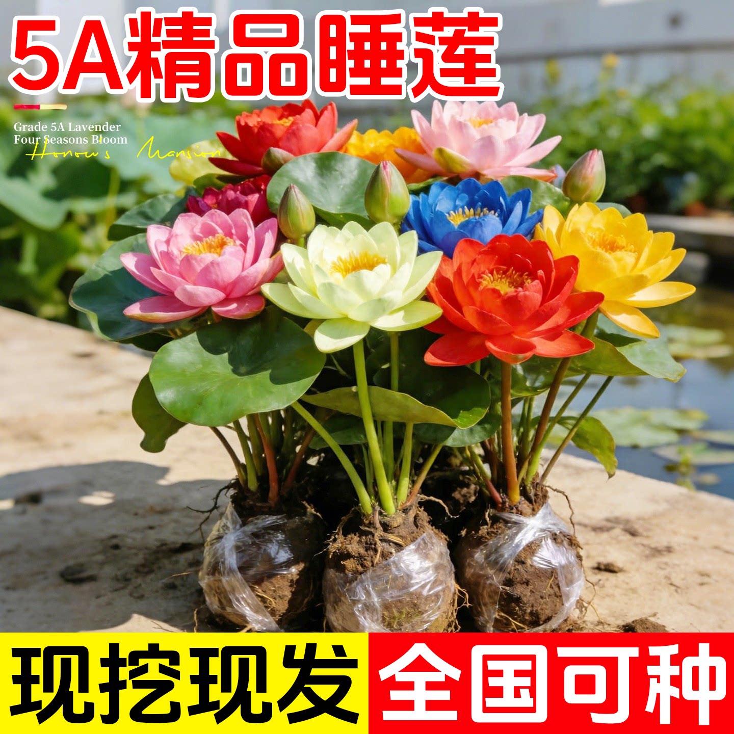 睡莲水培植物带花苞四季开花大型池塘荷花藕种子盆栽水养莲花根块