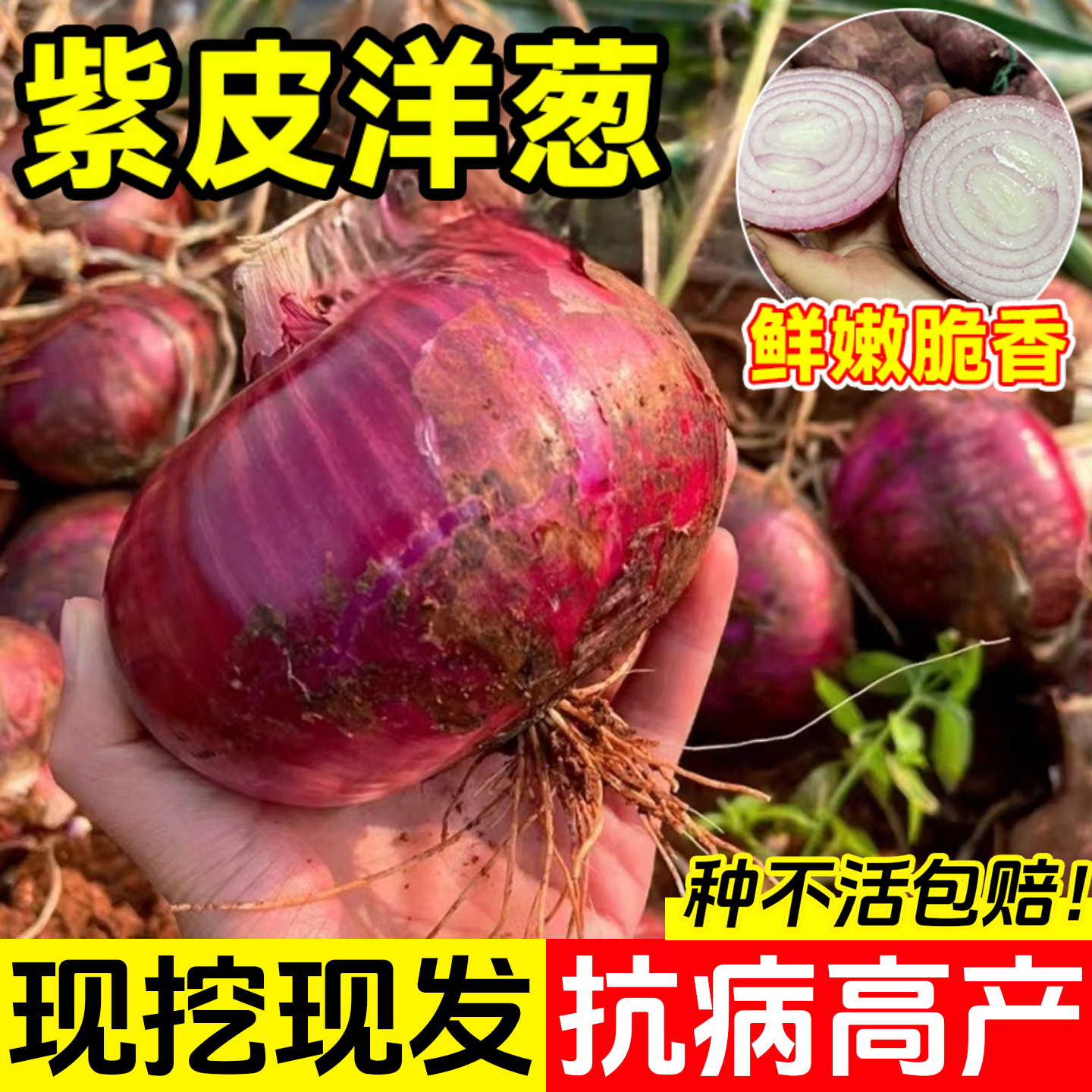 紫皮洋葱苗秧水果洋葱苗子红葱头