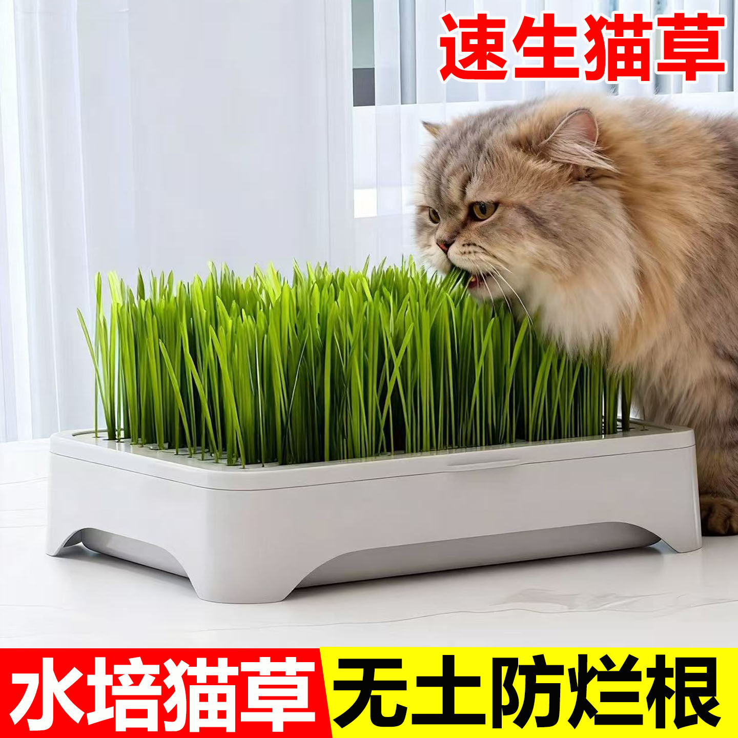 无土水培猫草盆栽种植盒懒人猫草种子育苗盘小麦化毛催吐助消化,鲜花速递/花卉仿真/绿植园艺,种苗/半成品盆栽,淘宝优惠券,粉丝福利购,淘宝优惠卷