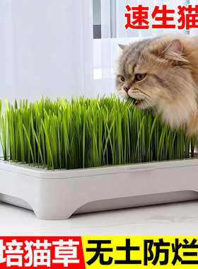 无土水培猫草盆栽种植盒懒人猫草种子育苗盘小麦化毛催吐助消化