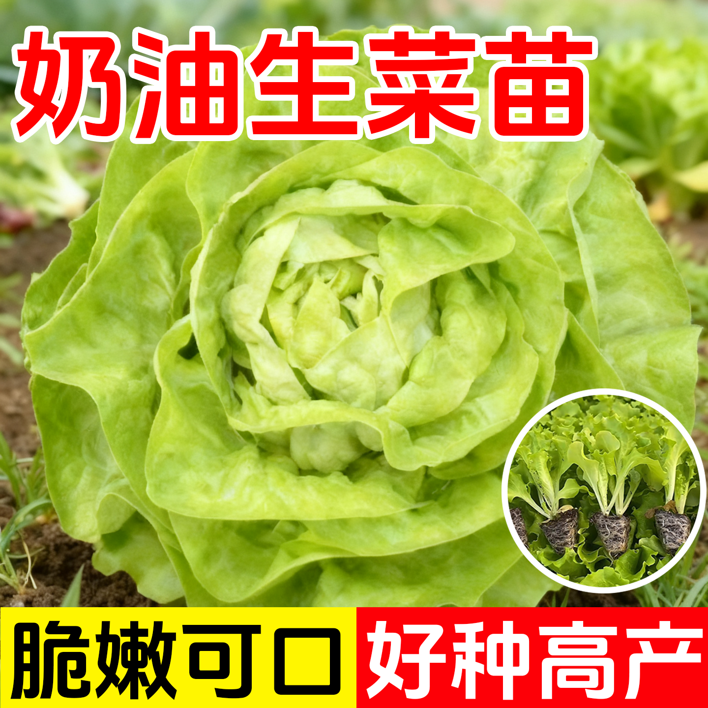 奶油生菜苗秧苗大速紫叶结球生菜