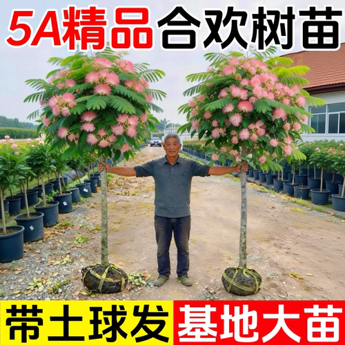 合欢花树苗绒花树行道风景树庭院