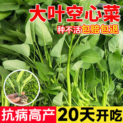 三叉菜空心菜种子秧苗四季菜苗