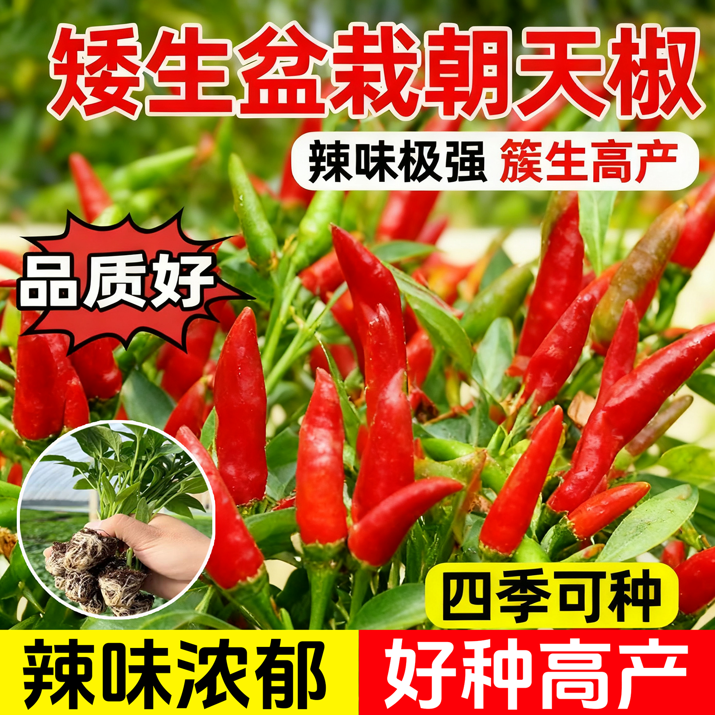朝天椒辣椒苗秧苗四季小米辣种子