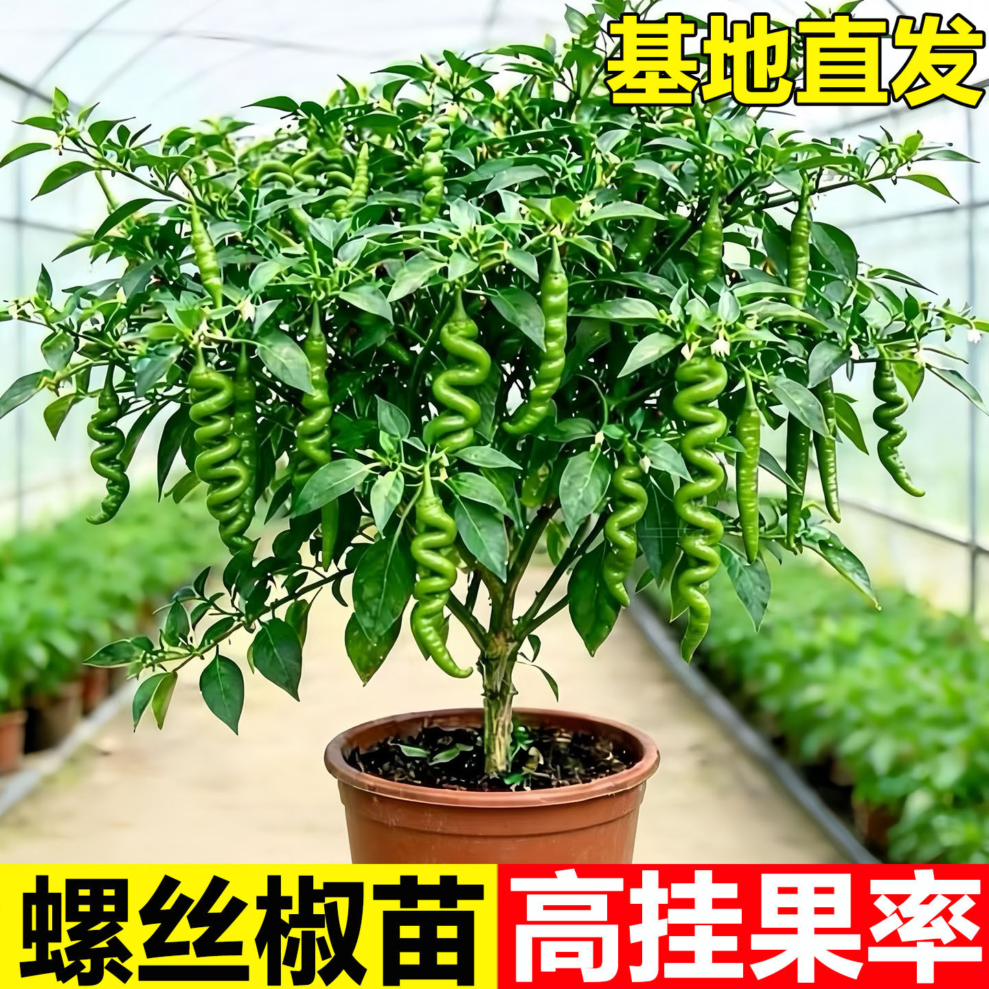 螺丝椒辣椒苗七彩辣椒种带土四季图片