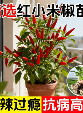 红色小米辣秧苗高产四季辣椒苗朝天椒螺丝椒各种番茄苗蔬菜苗盆栽