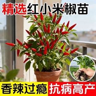 红色小米辣秧苗高产四季辣椒苗朝天椒螺丝椒各种番茄苗蔬菜苗盆栽