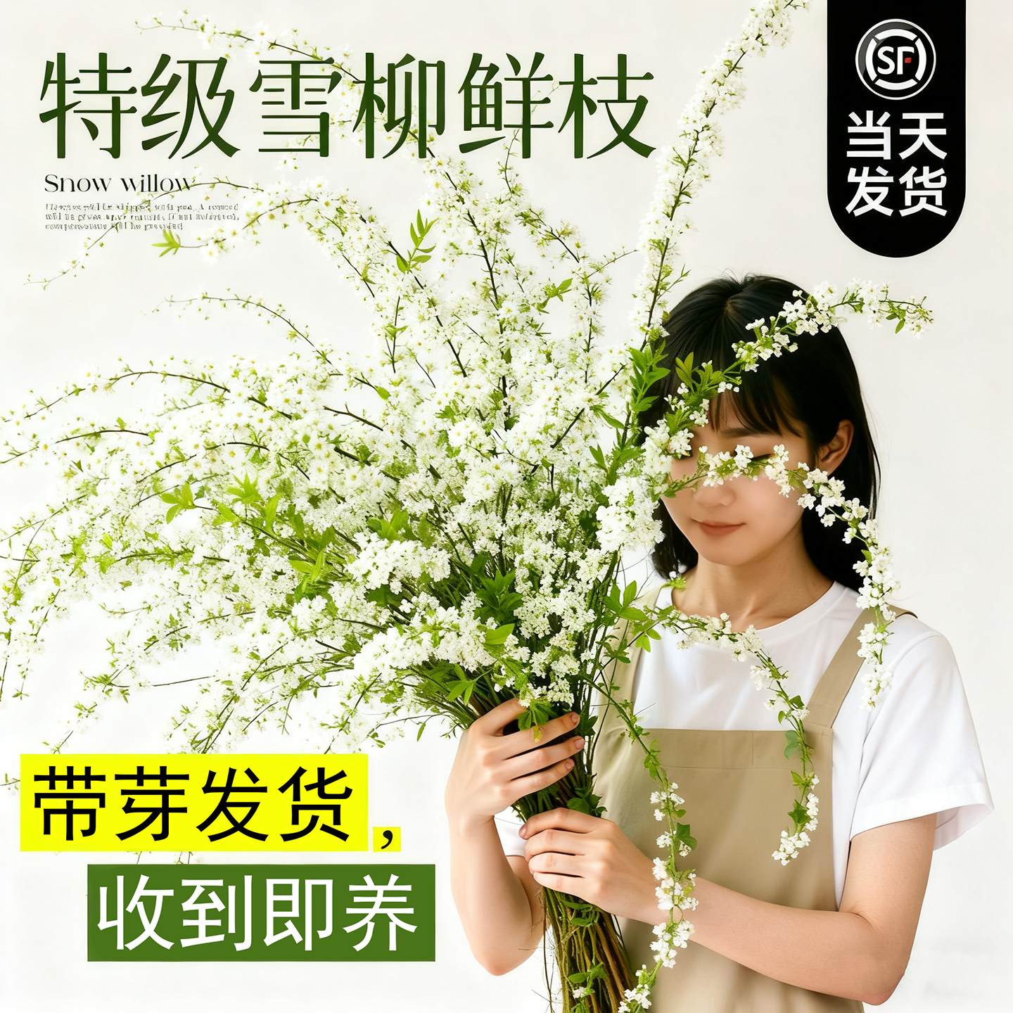 雪柳鲜枝水培年宵花银柳龙柳干枝