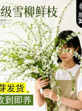 雪柳鲜枝水培年宵花银柳龙柳干枝水养富贵竹客厅净化空气室内绿植