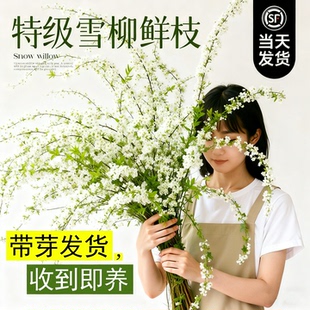 雪柳鲜枝水培年宵花银柳龙柳干枝水养富贵竹客厅净化空气室内绿植