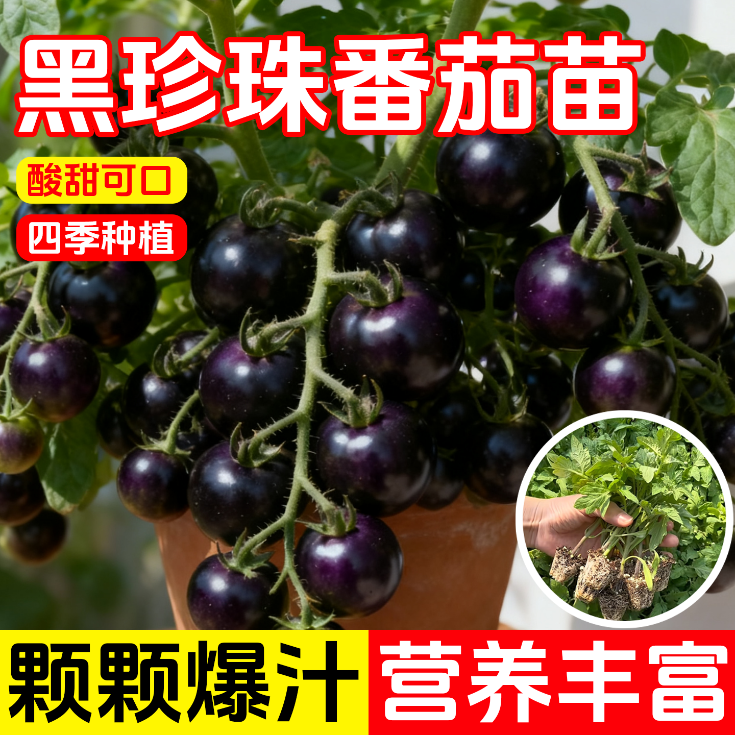 黑珍珠小番茄苗紫红色圣女果苗