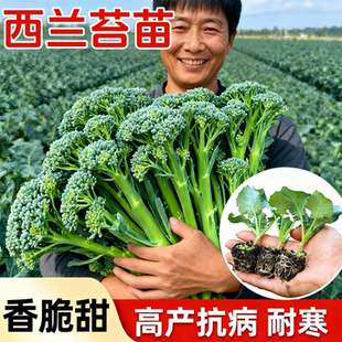 正宗西兰苔苗秧苗芥蓝菜苔菜心西蓝花苗西洋芥兰种早熟耐寒蔬菜苗