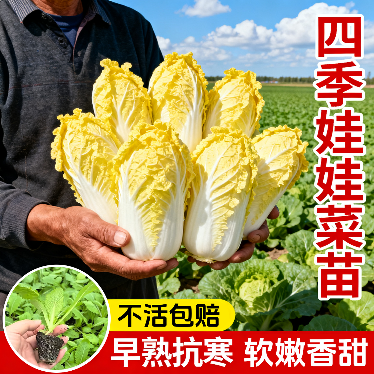 四季娃娃菜秧苗黄心大白菜苗秧苗小圆奶油白菜籽秋冬蔬菜苗阳台,鲜花速递/花卉仿真/绿植园艺,种苗/半成品盆栽,淘宝优惠券,粉丝福利购,淘宝优惠卷