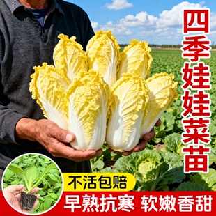 四季娃娃菜秧苗黄心大白菜苗秧苗小圆奶油白菜籽秋冬蔬菜苗阳台