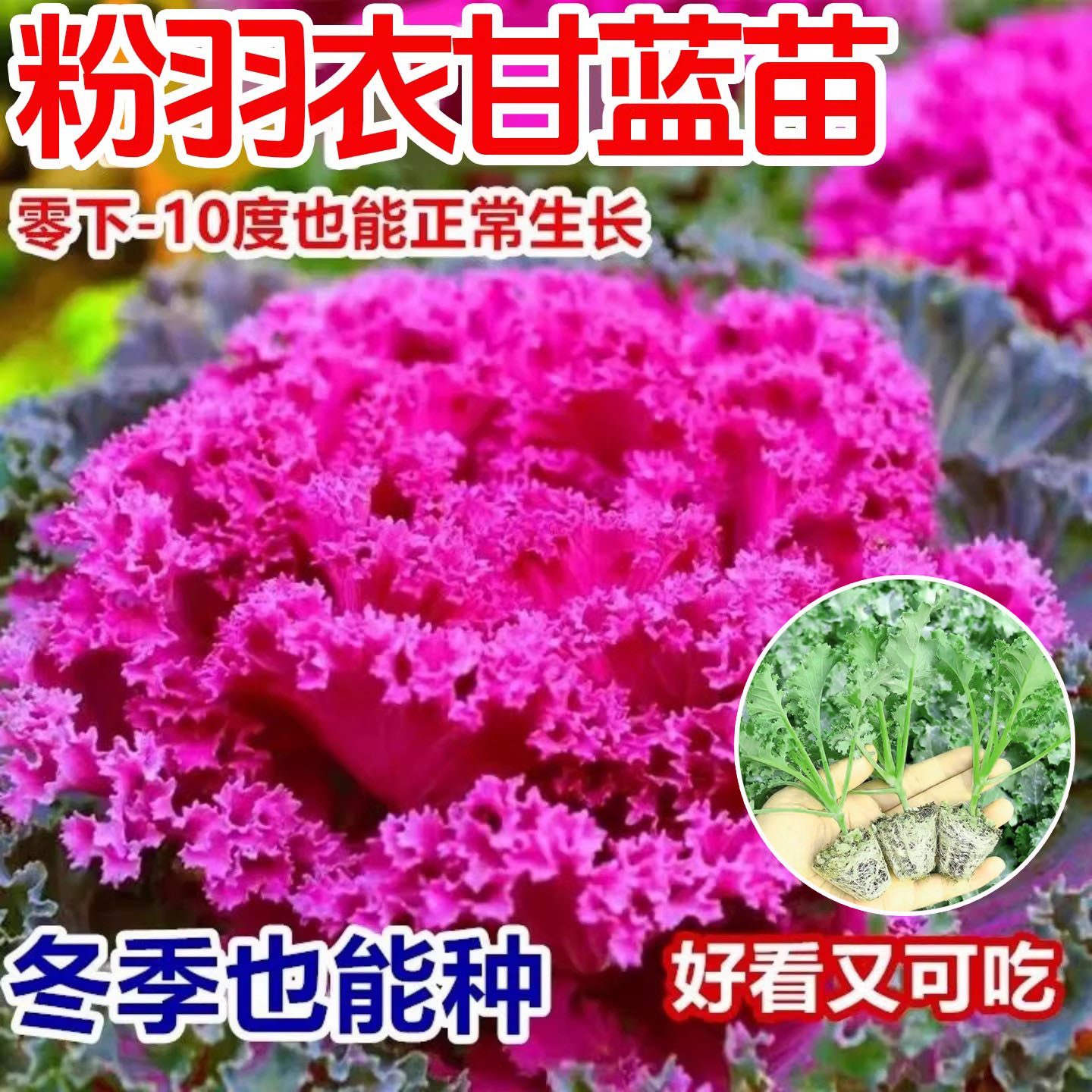 粉羽衣甘蓝苗粉羽甘蓝秧苗秋冬