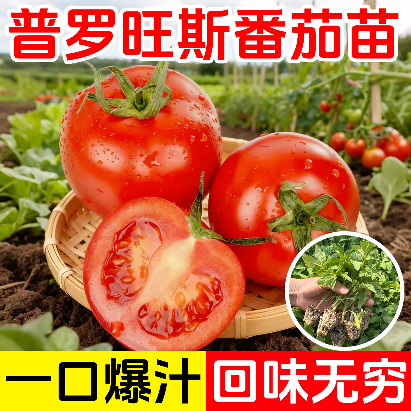 普罗旺斯番茄苗沙瓤大粉西红柿种子种苗蔬菜苗四季庭院阳台包邮