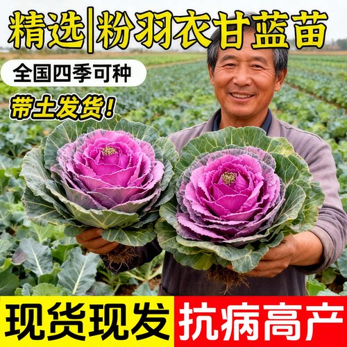 观赏食用粉羽衣甘蓝苗大苗秧苗