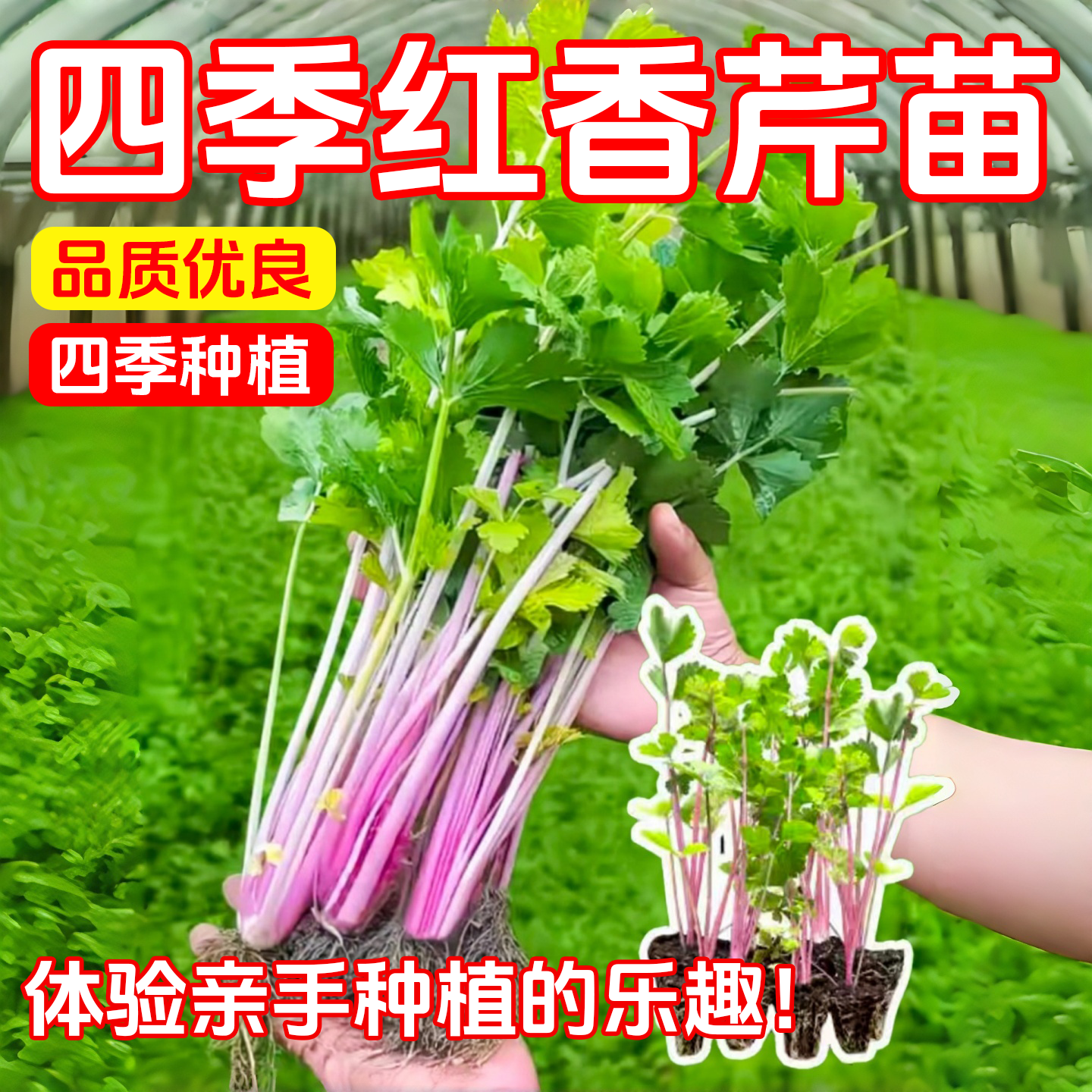 正宗红香芹苗秧芹香味更浓皇后西芹小香芹种子四季盆栽易种植,鲜花速递/花卉仿真/绿植园艺,种苗/半成品盆栽,淘宝优惠券,粉丝福利购,淘宝优惠卷