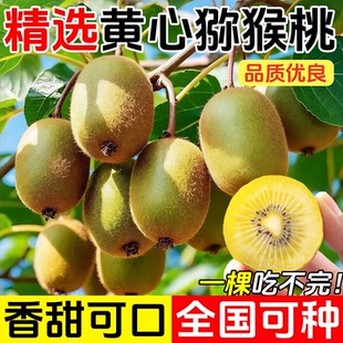 黄心猕猴桃树果苗公母同株软枣苗嫁接徐香四季结果南北方种植果树