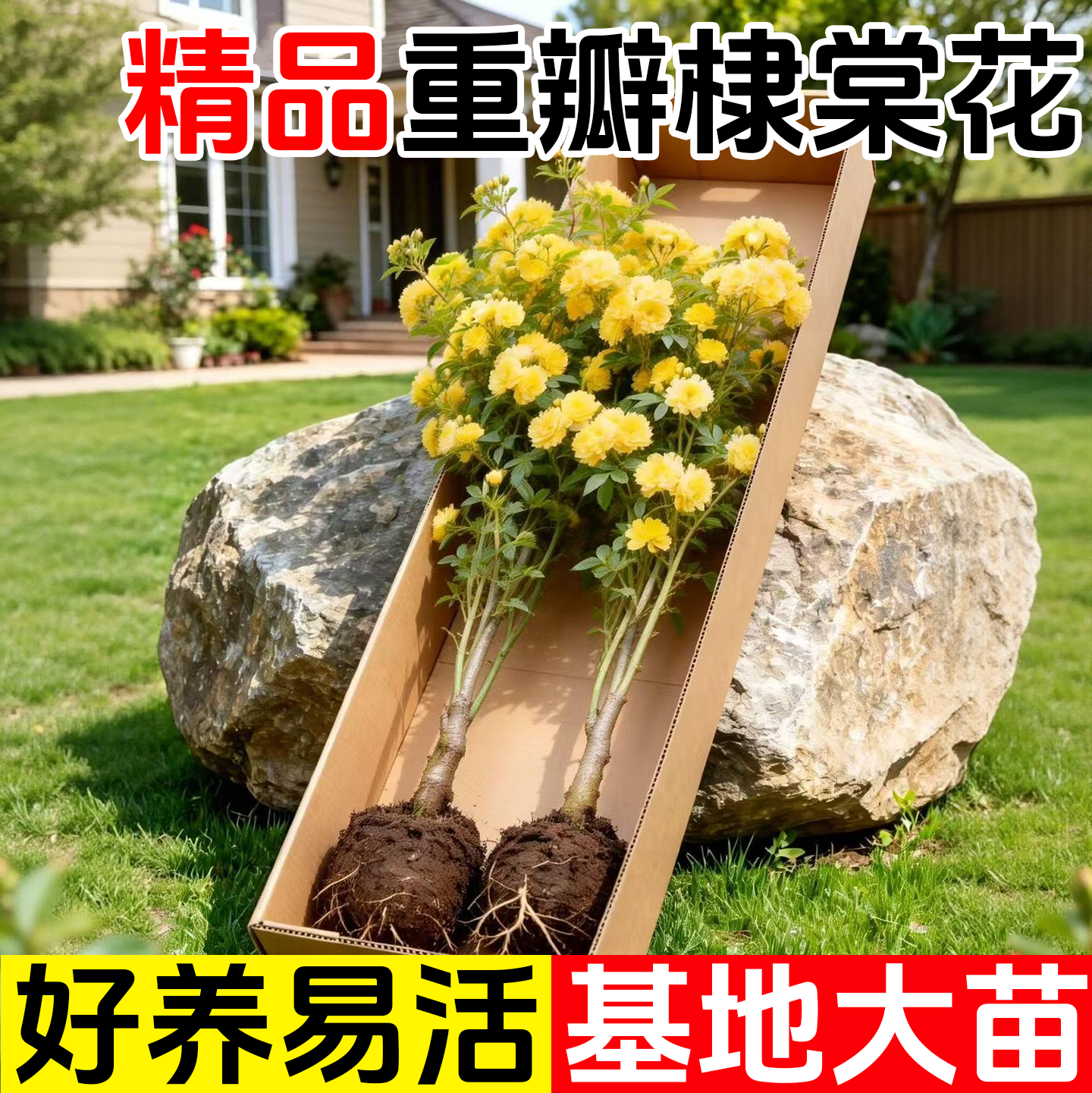 重瓣棣棠花苗盆栽庭院室外耐荫爬藤植物隶棠南北耐热藤蔓攀援花卉