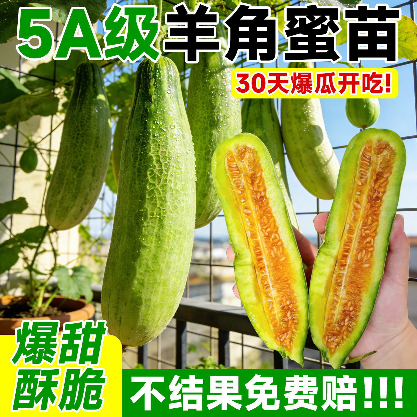 羊角蜜种孑苗秧香瓜苗蔬菜种籽绿宝石羊角蜜苗冰糖子甜瓜苗种高产