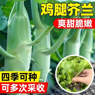 鸡腿芥蓝苗甜脆种苗粗条四季 蔬菜秧苗扁甘兰苗西兰花苗白菜苗 秋季
