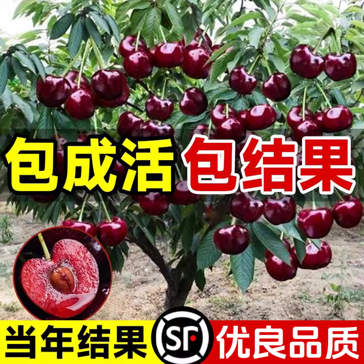 车厘子树苗正宗樱桃树苗果树庭院