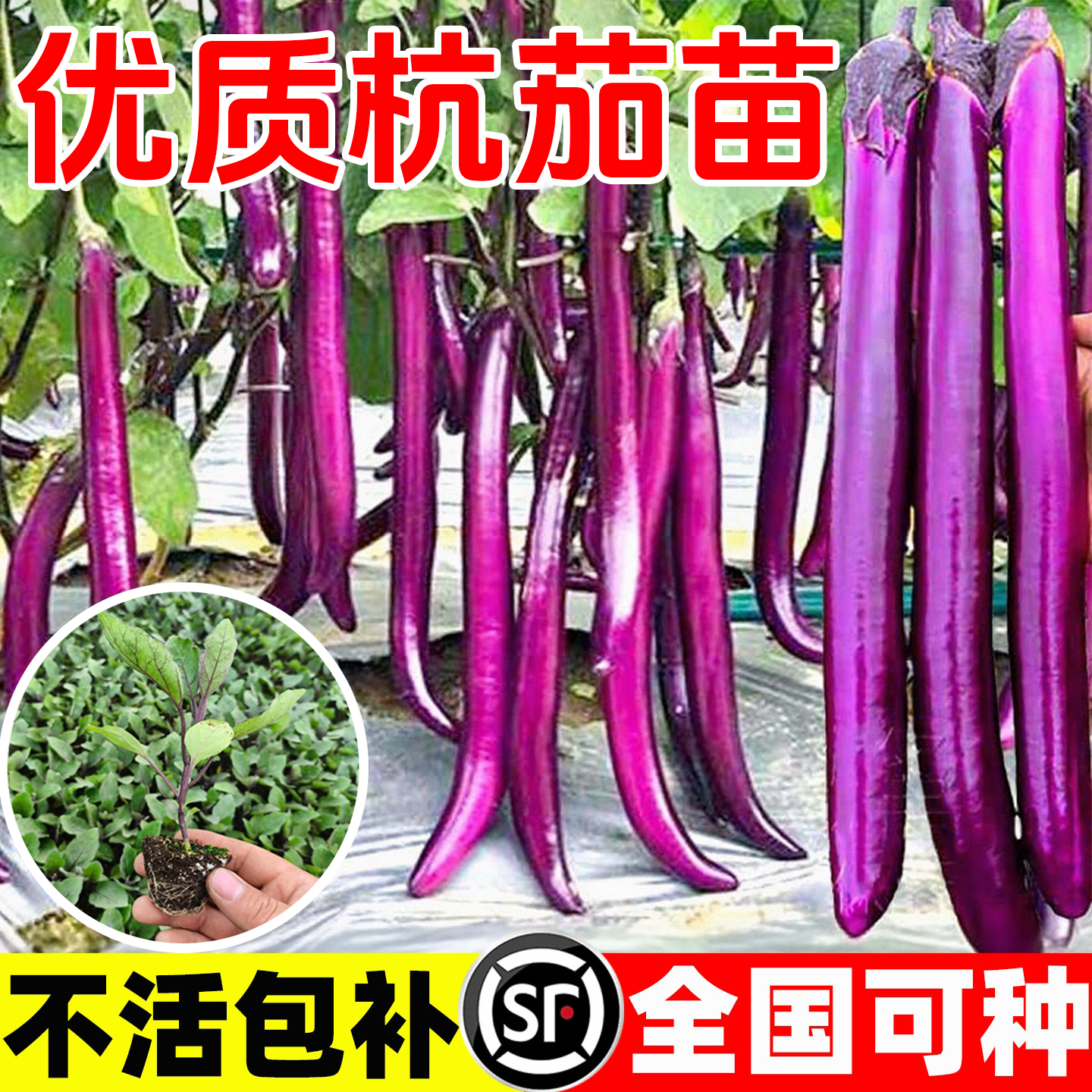 杭茄一号茄子秧苗四季蔬菜苗种子