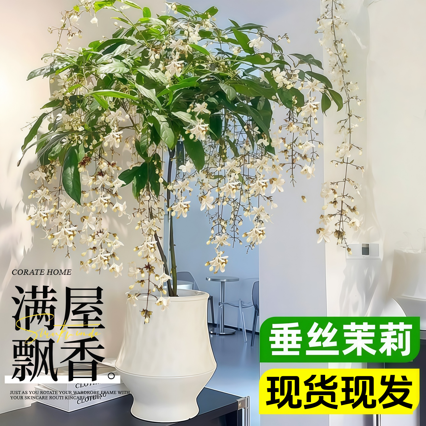垂丝茉莉盆栽老桩带花苞泰国风车茉莉阳台室内外好养四季花卉绿植