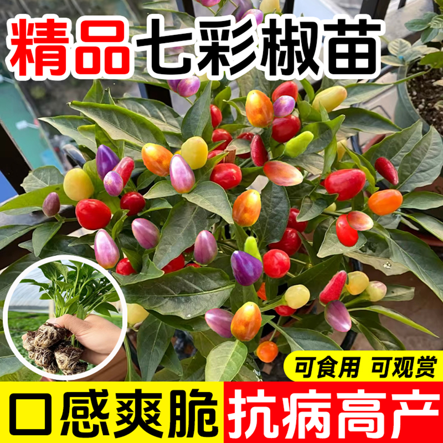 七彩椒苗观赏辣椒苗五彩泡椒苗红色朝天椒苗四季种阳台盆栽苗秧子