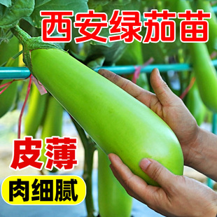 绿茄种苗高产四季青茄子种籽水果绿罐茄耐寒春季菜种子蔬菜种子